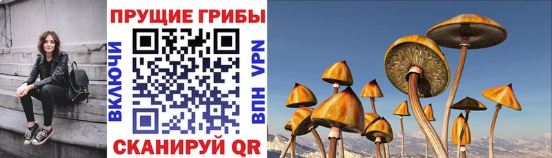 Псилоцибиновые грибы GOLDEN TEACHER  Серпухов 